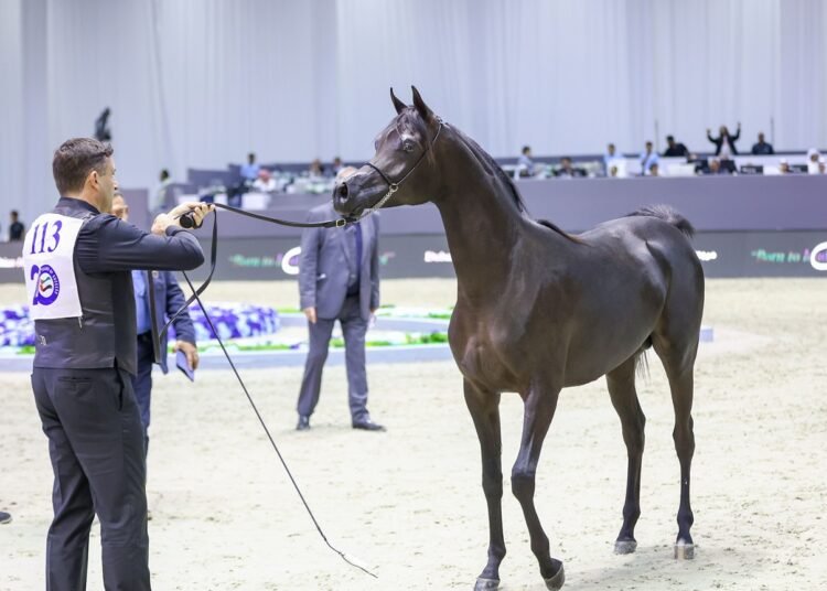 فعاليات ترفيهية في منافسات بطولة دبي الدولية للجواد العربي