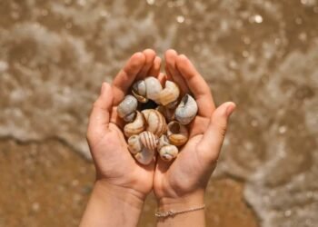 تفسير الحلم بجمع الصدف.. ثراء قادم أم بحث عن الأمان؟